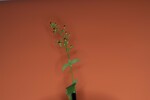 Scrophularia californica (IMG_0012_1.jpg)