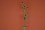 Scrophularia californica (IMG_0012.jpg)