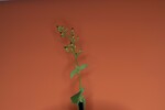Scrophularia californica (IMG_0013_1.jpg)