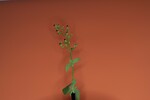 Scrophularia californica (IMG_0014_1.jpg)