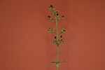 Scrophularia californica (IMG_0014.jpg)
