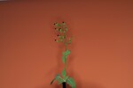 Scrophularia californica (IMG_0017_1.jpg)