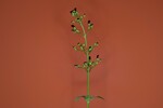 Scrophularia californica (IMG_0017.jpg)
