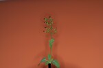 Scrophularia californica (IMG_0018_1.jpg)