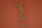 Scrophularia californica (IMG_0018.jpg)