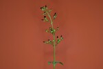Scrophularia californica (IMG_0019.jpg)