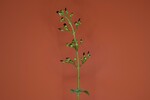 Scrophularia californica (IMG_0020.jpg)