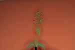 Scrophularia californica (IMG_0021_1.jpg)
