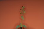 Scrophularia californica (IMG_0022_1.jpg)