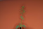 Scrophularia californica (IMG_0023_1.jpg)