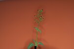 Scrophularia californica (IMG_0024_1.jpg)