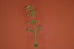 Scrophularia californica (IMG_0024.jpg)