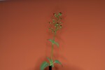 Scrophularia californica (IMG_0025_1.jpg)