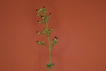 Scrophularia californica (IMG_0025.jpg)