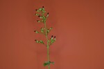 Scrophularia californica (IMG_0026.jpg)