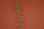 Scrophularia californica (IMG_0027.jpg)