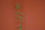 Scrophularia californica (IMG_0028.jpg)
