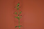 Scrophularia californica (IMG_0030.jpg)