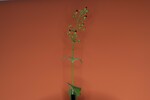 Scrophularia californica (IMG_0031_1.jpg)