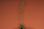 Scrophularia californica (IMG_0033_1.jpg)