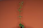 Scrophularia californica (IMG_0034_1.jpg)