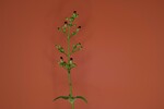 Scrophularia californica (IMG_0034.jpg)