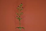 Scrophularia californica (IMG_0035.jpg)