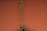 Scrophularia californica (IMG_0036_1.jpg)