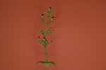 Scrophularia californica (IMG_0036.jpg)