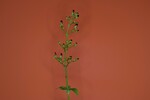 Scrophularia californica (IMG_0038.jpg)