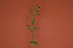 Scrophularia californica (IMG_0039.jpg)