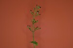 Scrophularia californica (IMG_0040.jpg)