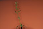 Scrophularia californica (IMG_0041_1.jpg)
