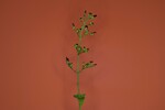 Scrophularia californica (IMG_0042.jpg)