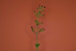 Scrophularia californica (IMG_0043.jpg)