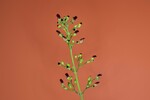 Scrophularia californica (IMG_0044.jpg)