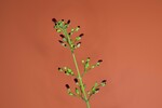 Scrophularia californica (IMG_0045.jpg)