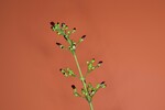 Scrophularia californica (IMG_0046.jpg)