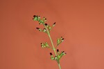 Scrophularia californica (IMG_0047.jpg)