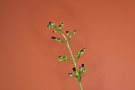 Scrophularia californica (IMG_0048.jpg)