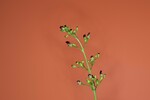 Scrophularia californica (IMG_0049_1.jpg)