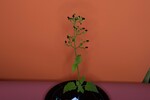 Scrophularia californica (IMG_0049.jpg)
