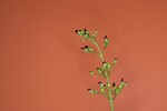 Scrophularia californica (IMG_0050_1.jpg)