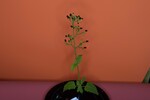 Scrophularia californica (IMG_0050.jpg)