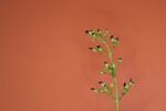 Scrophularia californica (IMG_0051_1.jpg)