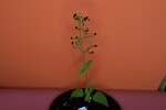 Scrophularia californica (IMG_0051.jpg)