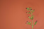 Scrophularia californica (IMG_0052_1.jpg)