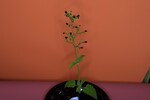 Scrophularia californica (IMG_0052.jpg)