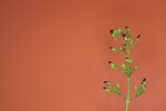 Scrophularia californica (IMG_0053_1.jpg)