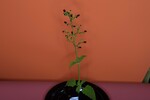 Scrophularia californica (IMG_0053.jpg)